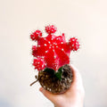 Gymnocalycium mihanovichii 'Japan Red' - Moon Cactus - Sprouts of Bristol