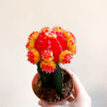 Gymnocalycium mihanovichii - Red and Yellow Moon Cactus - Sprouts of Bristol