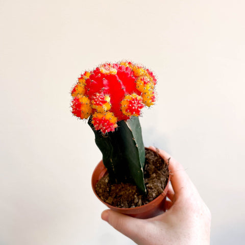 Gymnocalycium mihanovichii - Red and Yellow Moon Cactus - Sprouts of Bristol