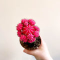 Gymnocalycium mihanovichii - Rose Pink Moon Cactus - Sprouts of Bristol