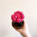 Gymnocalycium mihanovichii - Rose Pink Moon Cactus - Sprouts of Bristol