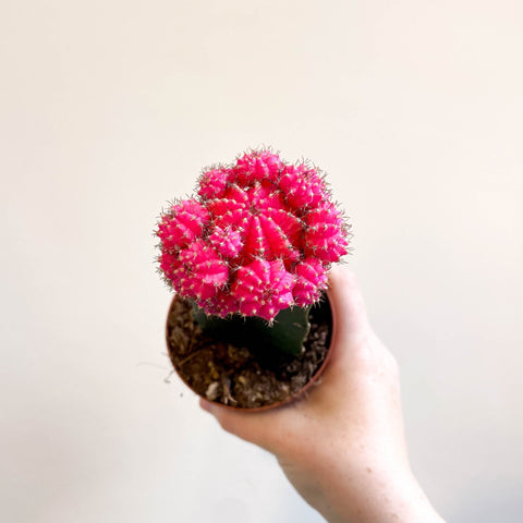 Gymnocalycium mihanovichii - Rose Pink Moon Cactus - Sprouts of Bristol