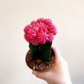 Gymnocalycium mihanovichii - Rose Pink Moon Cactus - Sprouts of Bristol