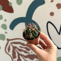 Gymnocalycium pflanzii – Chin Cactus - Sprouts of Bristol