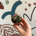 Gymnocalycium pflanzii – Chin Cactus - Sprouts of Bristol
