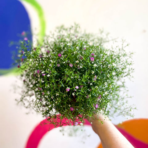 Gypsophila muralis - Baby's Breath - Sprouts of Bristol