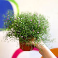 Gypsophila muralis - Baby's Breath - Sprouts of Bristol