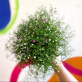 Gypsophila muralis - Baby's Breath - Sprouts of Bristol