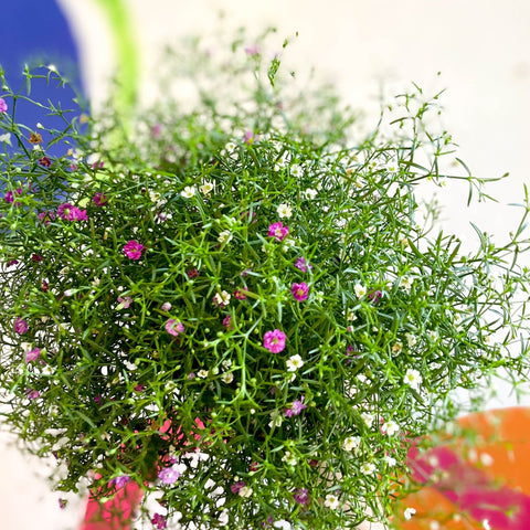 Gypsophila muralis - Baby's Breath - Sprouts of Bristol