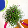 Gypsophila muralis - Baby's Breath - Sprouts of Bristol