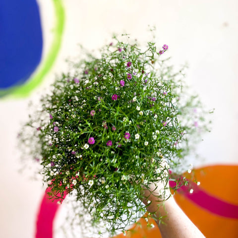 Gypsophila muralis - Baby's Breath - Sprouts of Bristol