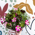 Hanging Basket - British Grown & Made [One of a Kind] - Sprouts of Bristol