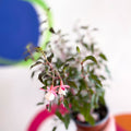 Hardy Fuchsia Bush - Fuchsia 'Alice Hoffman' - British Grown - Sprouts of Bristol