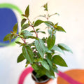Hardy Fuchsia Bush - Fuchsia 'Brutus' - British Grown - Sprouts of Bristol