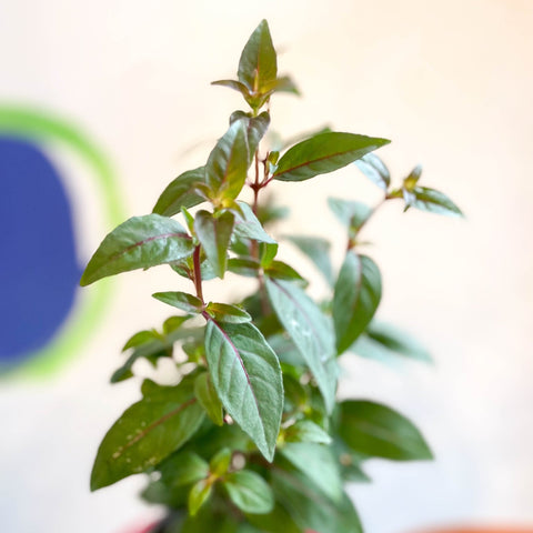 Hardy Fuchsia Bush - Fuchsia 'Brutus' - British Grown - Sprouts of Bristol