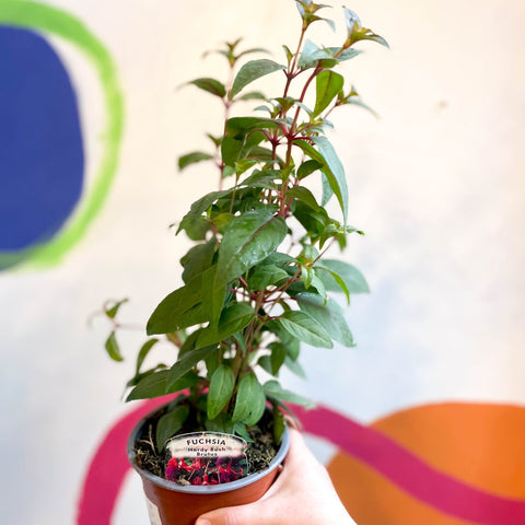 Hardy Fuchsia Bush - Fuchsia 'Brutus' - British Grown - Sprouts of Bristol