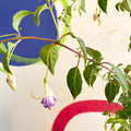 Hardy Fuchsia Bush - Fuchsia 'Delta's Sara' - British Grown - Sprouts of Bristol