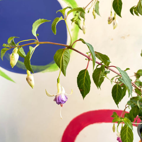 Hardy Fuchsia Bush - Fuchsia 'Delta's Sara' - British Grown - Sprouts of Bristol