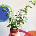 Hardy Fuchsia Bush - Fuchsia 'Mrs Popple' - British Grown - Sprouts of Bristol