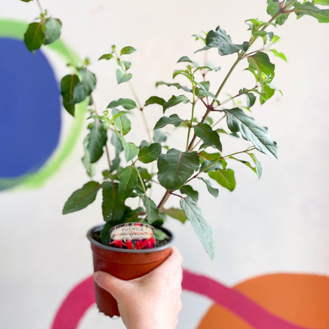 Hardy Fuchsia Bush - Fuchsia 'Mrs Popple' - British Grown - Sprouts of Bristol