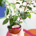 Hardy Fuchsia Bush - Fuchsia 'Mrs Popple' - British Grown - Sprouts of Bristol