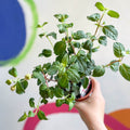 Hardy Upright Fuchsia - Fuchsia 'Spion Kop' - British Grown - Sprouts of Bristol