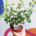 Hardy Upright Fuchsia - Fuchsia 'Spion Kop' - British Grown - Sprouts of Bristol
