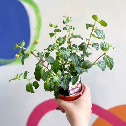 Hardy Upright Fuchsia - Fuchsia 'Spion Kop' - British Grown - Sprouts of Bristol