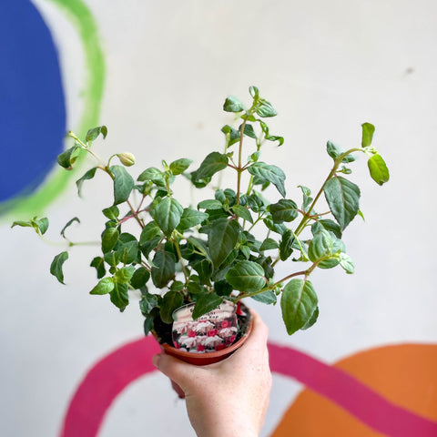 Hardy Upright Fuchsia - Fuchsia 'Spion Kop' - British Grown - Sprouts of Bristol