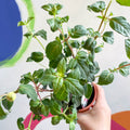 Hardy Upright Fuchsia - Fuchsia 'Spion Kop' - British Grown - Sprouts of Bristol