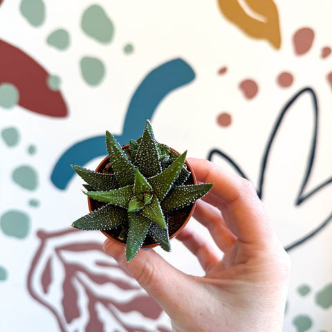 Haworthia attenuata ‘Enon’ - Sprouts of Bristol