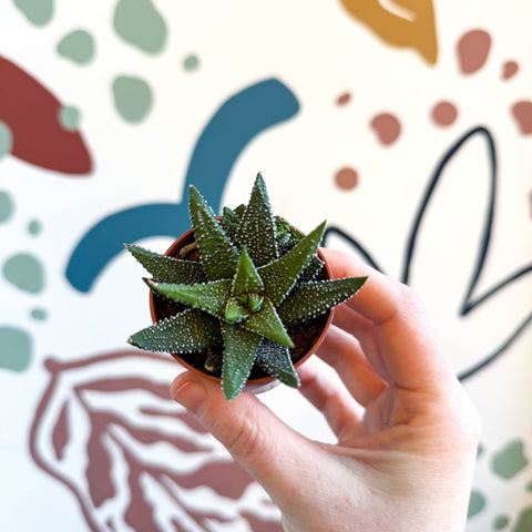 Haworthia attenuata ‘Enon’ - Sprouts of Bristol