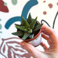 Haworthia attenuata ‘Enon’ - Sprouts of Bristol