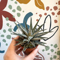 Haworthia fasciata 'Alba' – Zebra Haworthia - Sprouts of Bristol