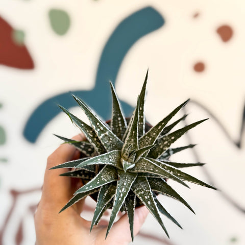 Haworthia fasciata 'Alba' – Zebra Haworthia - Sprouts of Bristol