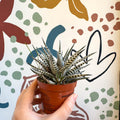 Haworthia fasciata 'Alba' – Zebra Haworthia - Sprouts of Bristol