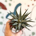 Haworthia fasciata 'Alba' – Zebra Haworthia - Sprouts of Bristol