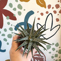 Haworthia fasciata 'Alba' – Zebra Haworthia - Sprouts of Bristol