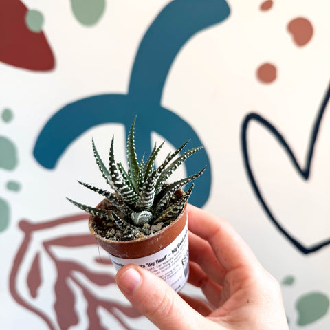 Haworthia fasciata ‘Big Band’ – Big Band Zebra Plant - Sprouts of Bristol