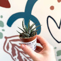 Haworthia fasciata ‘Big Band’ – Big Band Zebra Plant - Sprouts of Bristol