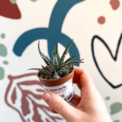 Haworthia fasciata ‘Big Band’ – Big Band Zebra Plant - Sprouts of Bristol