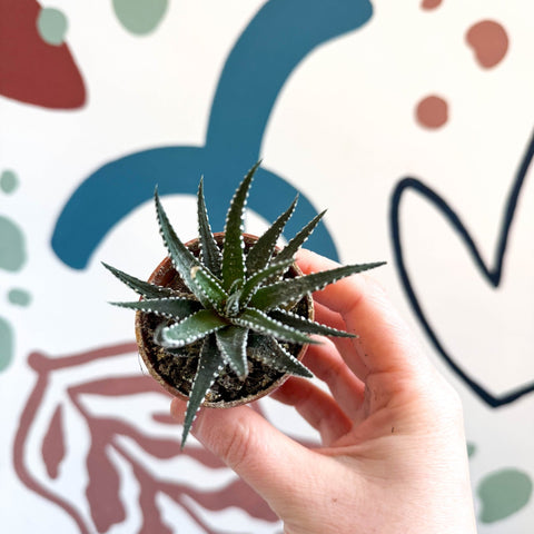Haworthia fasciata ‘Big Band’ – Big Band Zebra Plant - Sprouts of Bristol
