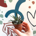 Haworthia fasciata ‘Big Band’ – Big Band Zebra Plant - Sprouts of Bristol