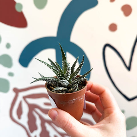 Haworthia fasciata ‘Big Band’ – Big Band Zebra Plant - Sprouts of Bristol