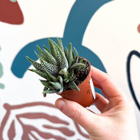 Haworthia fasciata ‘Concolor’ – Concolor Zebra Plant - Sprouts of Bristol