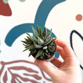 Haworthia fasciata ‘Concolor’ – Concolor Zebra Plant - Sprouts of Bristol