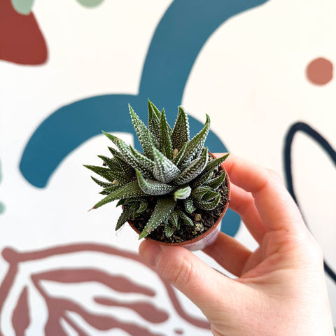 Haworthia fasciata ‘Concolor’ – Concolor Zebra Plant - Sprouts of Bristol