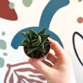 Haworthia limifolia – Fairy Washboard - Sprouts of Bristol