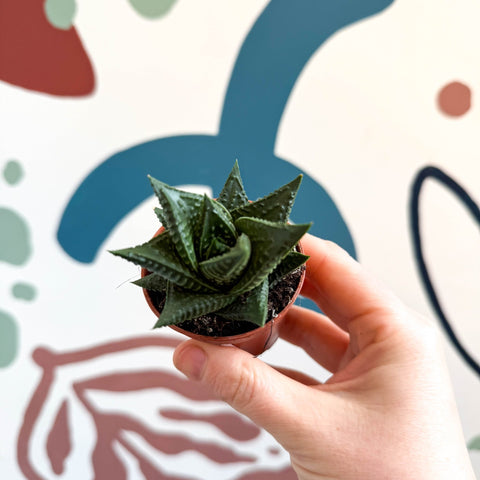 Haworthia limifolia – Fairy Washboard - Sprouts of Bristol