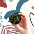 Haworthia limifolia – Fairy Washboard - Sprouts of Bristol